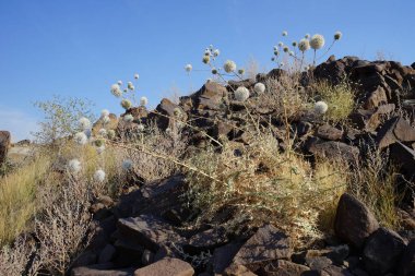 Echinops spinosissimus turra Nisan ayında vahşi doğada çiçek açar. Echinops spinosissimus, Asteraceae familyasından bir bitki türü. Khor Fakkan, Sharjah, BAE. 