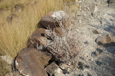 Forskaolea tenacissima nisanda büyür. Forskaolea tenacissima, ısırgan otu olmayan Forskaolea cinsinin bir üyesidir ve iğneleyici cinsiyle aynı ailedendir. Khor Fakkan, Sharjah, BAE.