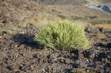 Euphorbia tirucalli Nisan 'da yetişir. Euphorbia tirucalli, çıplak kadın, kalem ağacı, ateş çubuğu, aveloz veya süt çalısı Euphorbiaceae familyasından bir bitki türü. Khor Fakkan, Sharjah, BAE. 