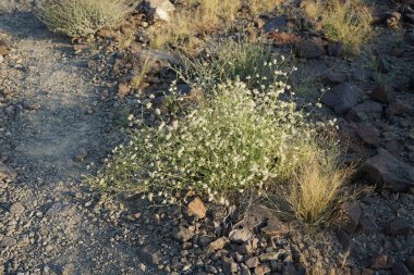 Nisan ayında beyaz kabarık tohumlu Convolvulus virgatus büyür. Convolvulus virgatus, toynakgiller (Convolvulaceae) familyasından bir bitki türü. Khor Fakkan, Sharjah, BAE. 