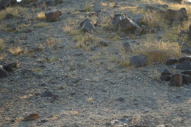 Nisan ayında Khor Fakkan, Sharjah, BAE 'deki Al Suwaifa Yürüyüş Patikası' nda bahar bitkileriyle kayalık zemin manzarası.