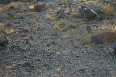 Nisan ayında Cercotrichas galaksiler kuşları kayalık zeminde oturuyordu. Rufous-tail robin, Cercotrichas galactotes, rufous scrub robin, rufous bush chat, rufous bush robin, Muscicapidae familyasının bir üyesidir. Khor Fakkan, Sharjah, BAE.  