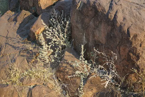 Forskaolea tenacissima nisanda büyür. Forskaolea tenacissima, ısırgan otu olmayan Forskaolea cinsinin bir üyesidir ve iğneleyici cinsiyle aynı ailedendir. Khor Fakkan, Sharjah, BAE.