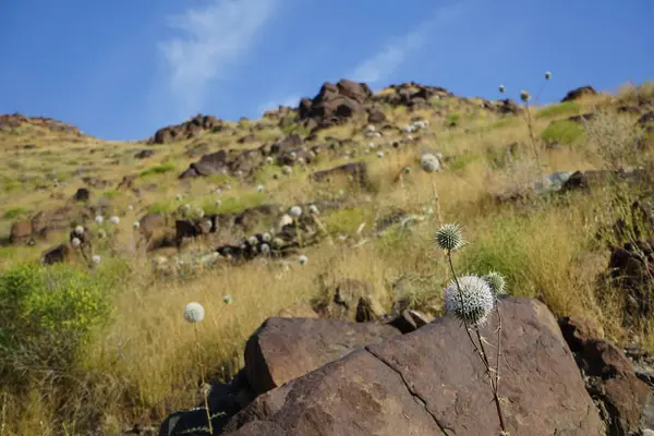 Echinops spinosissimus turra Nisan ayında vahşi doğada çiçek açar. Echinops spinosissimus, Asteraceae familyasından bir bitki türü. Khor Fakkan, Sharjah, BAE. 
