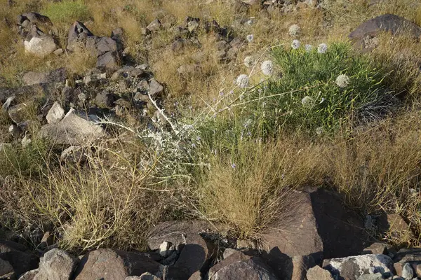 Echinops spinosissimus Turra ve Lavandula subnuda Benth Nisan ayında vahşi doğada çiçek açarlar. Echinops spinosissimus, Asteraceae familyasından bir bitki türü. Khor Fakkan, Sharjah, BAE.