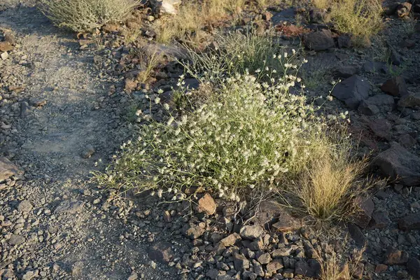 Nisan ayında beyaz kabarık tohumlu Convolvulus virgatus büyür. Convolvulus virgatus, toynakgiller (Convolvulaceae) familyasından bir bitki türü. Khor Fakkan, Sharjah, BAE. 