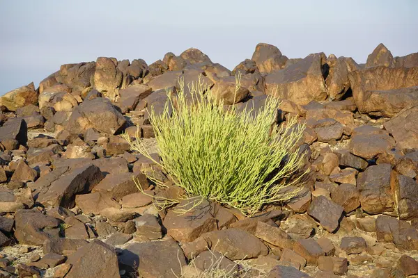 Euphorbia tirucalli Nisan 'da yetişir. Euphorbia tirucalli, çıplak kadın, kalem ağacı, ateş çubuğu, aveloz veya süt çalısı Euphorbiaceae familyasından bir bitki türü. Khor Fakkan, Sharjah, BAE. 