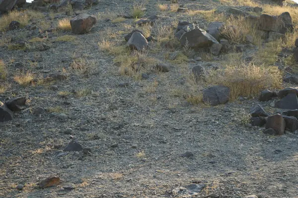 Nisan ayında Khor Fakkan, Sharjah, BAE 'deki Al Suwaifa Yürüyüş Patikası' nda bahar bitkileriyle kayalık zemin manzarası.