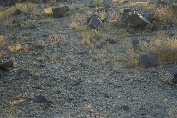 Nisan ayında Cercotrichas galaksiler kuşları kayalık zeminde oturuyordu. Rufous-tail robin, Cercotrichas galactotes, rufous scrub robin, rufous bush chat, rufous bush robin, Muscicapidae familyasının bir üyesidir. Khor Fakkan, Sharjah, BAE.  