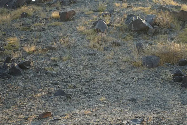 Nisan ayında Cercotrichas galaksiler kuşları kayalık zeminde oturuyordu. Rufous-tail robin, Cercotrichas galactotes, rufous scrub robin, rufous bush chat, rufous bush robin, Muscicapidae familyasının bir üyesidir. Khor Fakkan, Sharjah, BAE.  