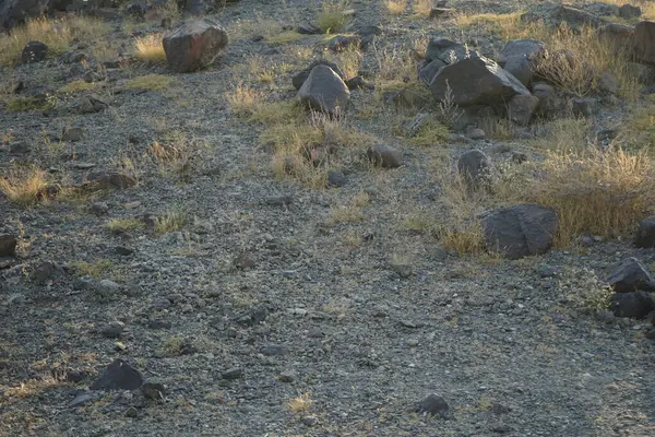 Nisan ayında Cercotrichas galaksiler kuşları kayalık zeminde oturuyordu. Rufous-tail robin, Cercotrichas galactotes, rufous scrub robin, rufous bush chat, rufous bush robin, Muscicapidae familyasının bir üyesidir. Khor Fakkan, Sharjah, BAE.  