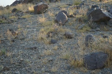 Nisan ayında Cercotrichas galaksiler kuşları kayalık zeminde oturuyordu. Rufous-tail robin, Cercotrichas galactotes, rufous scrub robin, rufous bush chat, rufous bush robin, Muscicapidae familyasının bir üyesidir. Khor Fakkan, Sharjah, BAE.  