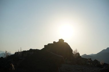 Forskaolea tenacissima Nisan ayında Al Suwaifa Hiking Patikası yakınlarında yetişir. Forskaolea tenacissima, ısırgan otu olmayan Forskaolea cinsinin bir üyesidir ve iğneleyici cinsiyle aynı ailedendir. Khor Fakkan, BAE 