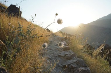 Echinops spinosissimus turra Nisan ayında Al Suwaifa Yürüyüş Patikası yakınlarındaki günbatımının arka planına doğru çiçek açar. Echinops spinosissimus, Asteraceae familyasından bir bitki türü. Khor Fakkan, Sharjah, BAE.