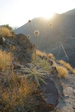 Echinops spinosissimus turra Nisan ayında Al Suwaifa Yürüyüş Patikası yakınlarındaki günbatımının arka planına doğru çiçek açar. Echinops spinosissimus, Asteraceae familyasından bir bitki türü. Khor Fakkan, Sharjah, BAE.