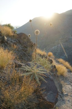 Echinops spinosissimus turra Nisan ayında Al Suwaifa Yürüyüş Patikası yakınlarındaki günbatımının arka planına doğru çiçek açar. Echinops spinosissimus, Asteraceae familyasından bir bitki türü. Khor Fakkan, Sharjah, BAE.