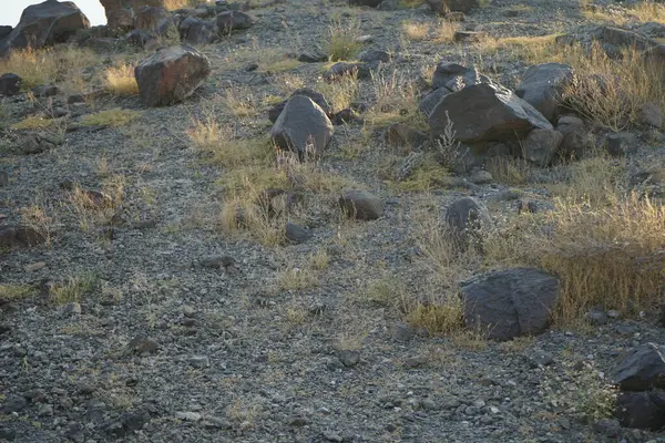Nisan ayında Cercotrichas galaksiler kuşları kayalık zeminde oturuyordu. Rufous-tail robin, Cercotrichas galactotes, rufous scrub robin, rufous bush chat, rufous bush robin, Muscicapidae familyasının bir üyesidir. Khor Fakkan, Sharjah, BAE.  