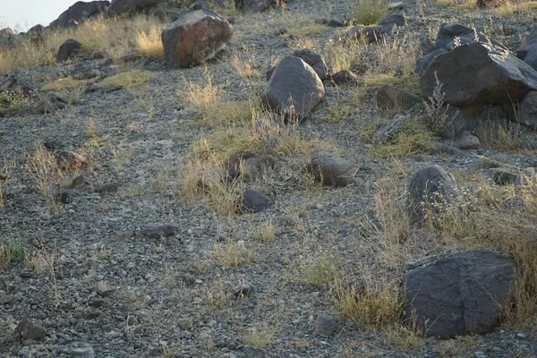 Nisan ayında Cercotrichas galaksiler kuşları kayalık zeminde oturuyordu. Rufous-tail robin, Cercotrichas galactotes, rufous scrub robin, rufous bush chat, rufous bush robin, Muscicapidae familyasının bir üyesidir. Khor Fakkan, Sharjah, BAE.  