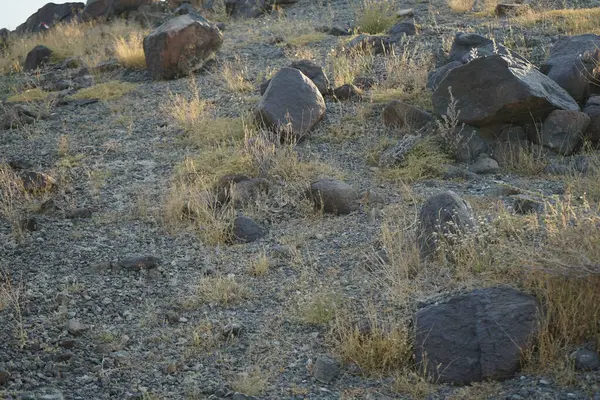 Nisan ayında Cercotrichas galaksiler kuşları kayalık zeminde oturuyordu. Rufous-tail robin, Cercotrichas galactotes, rufous scrub robin, rufous bush chat, rufous bush robin, Muscicapidae familyasının bir üyesidir. Khor Fakkan, Sharjah, BAE.  