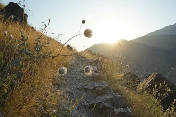 Echinops spinosissimus turra Nisan ayında Al Suwaifa Yürüyüş Patikası yakınlarındaki günbatımının arka planına doğru çiçek açar. Echinops spinosissimus, Asteraceae familyasından bir bitki türü. Khor Fakkan, Sharjah, BAE.