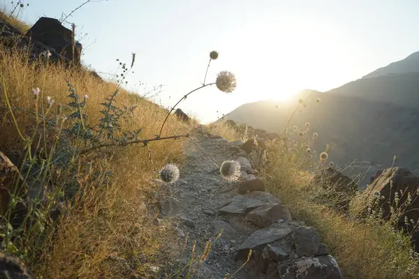 Echinops spinosissimus turra Nisan ayında Al Suwaifa Yürüyüş Patikası yakınlarındaki günbatımının arka planına doğru çiçek açar. Echinops spinosissimus, Asteraceae familyasından bir bitki türü. Khor Fakkan, Sharjah, BAE.