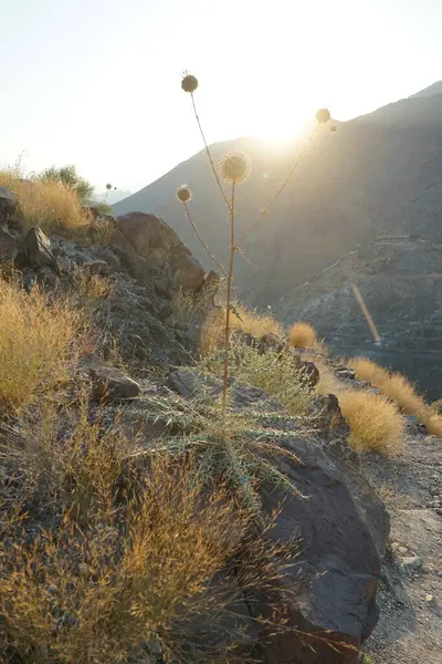 Echinops spinosissimus turra Nisan ayında Al Suwaifa Yürüyüş Patikası yakınlarındaki günbatımının arka planına doğru çiçek açar. Echinops spinosissimus, Asteraceae familyasından bir bitki türü. Khor Fakkan, Sharjah, BAE.