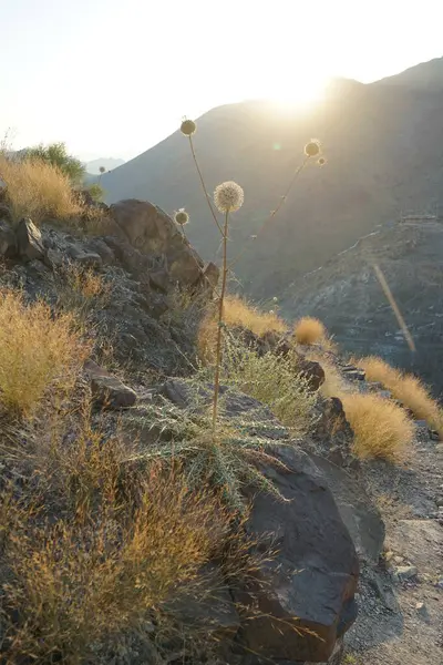 Echinops spinosissimus turra Nisan ayında Al Suwaifa Yürüyüş Patikası yakınlarındaki günbatımının arka planına doğru çiçek açar. Echinops spinosissimus, Asteraceae familyasından bir bitki türü. Khor Fakkan, Sharjah, BAE.
