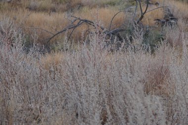 Forskaolea tenacissima nisanda büyür. Forskaolea tenacissima, ısırgan otu cinsi Forskaolea 'nın bir üyesidir ve iğneleyici tür olan Urticaceae ile aynı familyadır. Khor Fakkan, Sharjah, BAE.                            