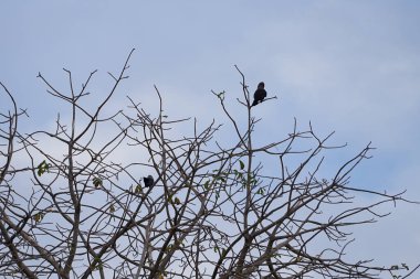 Corvus kuşları görkemli bir şekilde Nisan ayında Adansonia Digitata ağacında oturur. Ev kargası, Corvus splendens, kızılderili, gri boyunlu, karga familyasının yaygın bir kuşudur. Khor Fakkan, Sharjah, BAE.                                