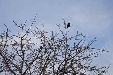 Corvus kuşları görkemli bir şekilde Nisan ayında Adansonia Digitata ağacında oturur. Ev kargası, Corvus splendens, kızılderili, gri boyunlu, karga familyasının yaygın bir kuşudur. Khor Fakkan, Sharjah, BAE.                                