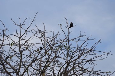 Corvus kuşları görkemli bir şekilde Nisan ayında Adansonia Digitata ağacında oturur. Ev kargası, Corvus splendens, kızılderili, gri boyunlu, karga familyasının yaygın bir kuşudur. Khor Fakkan, Sharjah, BAE.                                