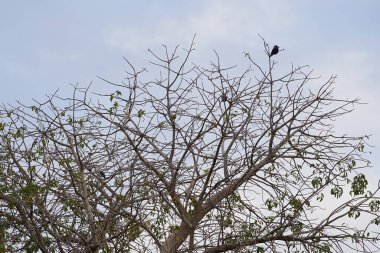 Corvus kuşları görkemli bir şekilde Nisan ayında Adansonia Digitata ağacında oturur. Ev kargası, Corvus splendens, kızılderili, gri boyunlu, karga familyasının yaygın bir kuşudur. Khor Fakkan, Sharjah, BAE.                                