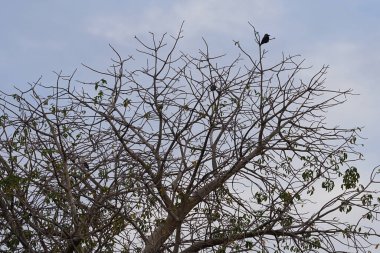 Corvus kuşları görkemli bir şekilde Nisan ayında Adansonia Digitata ağacında oturur. Ev kargası, Corvus splendens, kızılderili, gri boyunlu, karga familyasının yaygın bir kuşudur. Khor Fakkan, Sharjah, BAE.                                