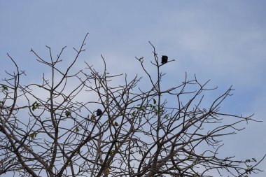 Corvus kuşları görkemli bir şekilde Nisan ayında Adansonia Digitata ağacında oturur. Ev kargası, Corvus splendens, kızılderili, gri boyunlu, karga familyasının yaygın bir kuşudur. Khor Fakkan, Sharjah, BAE.                                