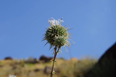 Echinops spinosissimus Nisan 'da doğada büyür. Echinops spinosissimus, Asteraceae familyasından bir bitki türü. Khor Fakkan, Sharjah, Birleşik Arap Emirlikleri.                                