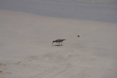 Nisan ayında kumlu bir plajda yürüyen aktitis hipoleucos kuşu. Çulluk (