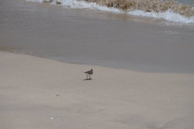 Nisan ayında kumlu bir plajda yürüyen aktitis hipoleucos kuşu. Çulluk (