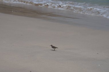 Nisan ayında kumlu bir plajda yürüyen aktitis hipoleucos kuşu. Çulluk (