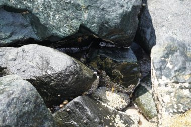 Arap kağıt yaban arısı, Polistes wattii, Nisan ayında Khor Fakkan Sahili 'nde Umman Körfezi' nin ölittoral bölgesinde deniz salyangozlarıyla kayaların üzerinden uçar. Khor Fakkan, Sharjah, Birleşik Arap Emirlikleri.