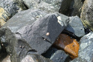 Nisan ayında Khor Fakkan Sahili 'nde Umman Körfezi' nin ölitoral bölgesinde kayaların üzerindeki deniz salyangozları ve deniz salyangozları düzenli olarak sular altında kalmaktadır. Khor Fakkan, Sharjah, Birleşik Arap Emirlikleri.