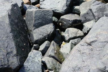 Nisan ayında Khor Fakkan Sahili 'nde Umman Körfezi' nin ölitoral bölgesinde kayaların üzerindeki deniz salyangozları ve deniz salyangozları düzenli olarak sular altında kalmaktadır. Khor Fakkan, Sharjah, Birleşik Arap Emirlikleri.