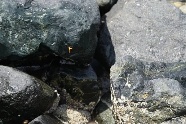 Arap kağıt yaban arısı, Polistes wattii, Nisan ayında Khor Fakkan Sahili 'nde Umman Körfezi' nin ölittoral bölgesinde deniz salyangozlarıyla kayaların üzerinden uçar. Khor Fakkan, Sharjah, Birleşik Arap Emirlikleri.