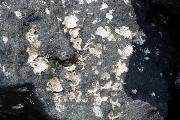 Nisan ayında Khor Fakkan Sahili 'nde Umman Körfezi' nin ölitoral bölgesinde kayaların üzerindeki deniz salyangozları ve deniz salyangozları düzenli olarak sular altında kalmaktadır. Khor Fakkan, Sharjah, Birleşik Arap Emirlikleri.