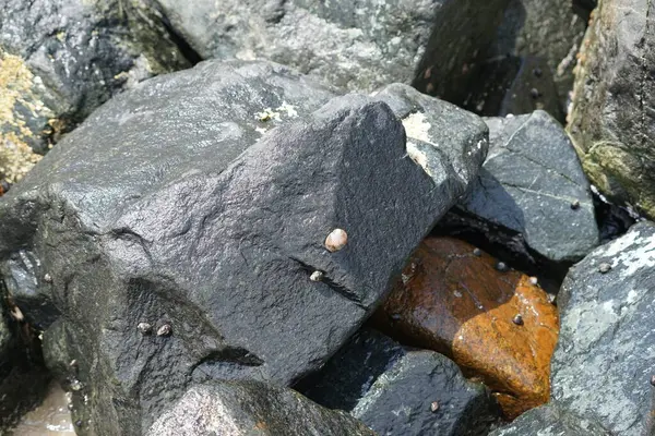 Nisan ayında Khor Fakkan Sahili 'nde Umman Körfezi' nin ölitoral bölgesinde kayaların üzerindeki deniz salyangozları ve deniz salyangozları düzenli olarak sular altında kalmaktadır. Khor Fakkan, Sharjah, Birleşik Arap Emirlikleri.