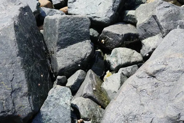 Nisan ayında Khor Fakkan Sahili 'nde Umman Körfezi' nin ölitoral bölgesinde kayaların üzerindeki deniz salyangozları ve deniz salyangozları düzenli olarak sular altında kalmaktadır. Khor Fakkan, Sharjah, Birleşik Arap Emirlikleri.