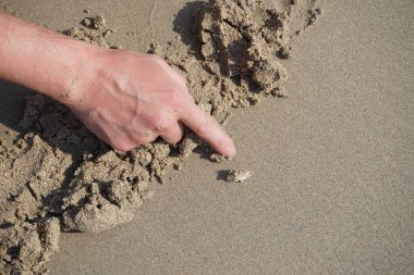 Emerita Emerita adlı bir kum yengeci Nisan ayında Khor Fakkan Sahili 'nin kumlarında oturur. Emerita decapod kabukluların, köstebek yengeçlerin, kum kemancılarının, kum pirelerinin veya kum yengeçlerinin küçük bir cinsidir. Khor Fakkan, Sharjah, BAE. 