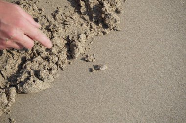 Emerita Emerita adlı bir kum yengeci Nisan ayında Khor Fakkan Sahili 'nin kumlarında oturur. Emerita decapod kabukluların, köstebek yengeçlerin, kum kemancılarının, kum pirelerinin veya kum yengeçlerinin küçük bir cinsidir. Khor Fakkan, Sharjah, BAE. 