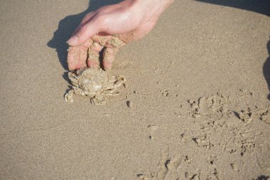 Nisan ayında Khor Fakkan Sahili 'nin kumlarında bir yengeç Ashtoret Ay' ı bulunur. Ashtoret Ay yengeci, benekli ay yengeci veya kutu yengeci, Matutidae familyasından bir Hint-Pasifik etçil yengeç türüdür. Sharjah, BAE.  