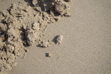Emerita Emerita adlı bir kum yengeci Nisan ayında Khor Fakkan Sahili 'nin kumlarında oturur. Emerita decapod kabukluların, köstebek yengeçlerin, kum kemancılarının, kum pirelerinin veya kum yengeçlerinin küçük bir cinsidir. Khor Fakkan, Sharjah, BAE. 
