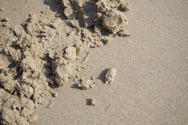 Emerita Emerita adlı bir kum yengeci Nisan ayında Khor Fakkan Sahili 'nin kumlarında oturur. Emerita decapod kabukluların, köstebek yengeçlerin, kum kemancılarının, kum pirelerinin veya kum yengeçlerinin küçük bir cinsidir. Khor Fakkan, Sharjah, BAE. 